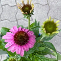 Echinacea Purpurea 'Magnus' Purpurrosa, Topf 3 Liter -Gartenprodukte 0320104262 Echinacea purpurea Magnus 3Liter purpurrosa 8 126726