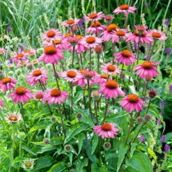 Echinacea Purpurea 'Magnus' Purpurrosa, Topf 3 Liter -Gartenprodukte 0320104262 Echinacea purpurea Magnus 110405