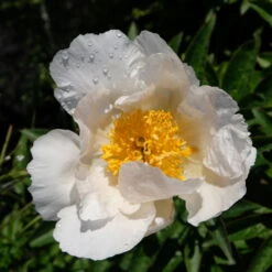 Kölle's Beste Edel-Pfingstrose, Paeonia 'Krinkled White', Weiß, Topf 19 Cm -Gartenprodukte 0320106567 Paeonia lactiflora Krinkled White weiss 3 112371