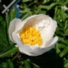 Kölle's Beste Edel-Pfingstrose, Paeonia 'Krinkled White', Weiß, Topf 19 Cm -Gartenprodukte 0320106567 Paeonia lactiflora Krinkled White weiss 4 112372