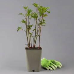 Kölle's Beste Edel-Pfingstrose, Paeonia 'Krinkled White', Weiß, Topf 19 Cm -Gartenprodukte 0320106567 paeonia krnikled white 1 123862