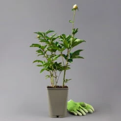 Kölle's Beste Edel-Pfingstrose, Paeonia 'Krinkled White', Weiß, Topf 19 Cm -Gartenprodukte 0320106567 paeonia krnikled white 2 123863