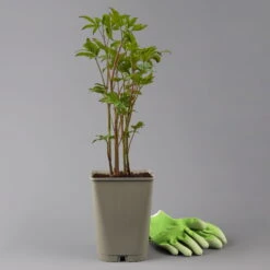 Kölle's Beste Edel-Pfingstrose, Paeonia 'Krinkled White', Weiß, Topf 19 Cm -Gartenprodukte 0320106567 paeonia krnikled white 123861