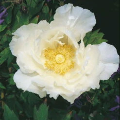 Kölle's Beste Edel-Pfingstrose, Paeonia 'Krinkled White', Weiß, Topf 19 Cm -Gartenprodukte 0320106567 Paeonia lactiflora Krinkled White 75693
