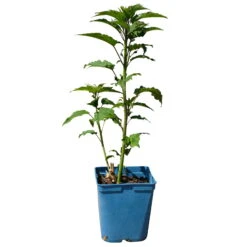 Staudenhibiskus 'My Valentine' Rot, Topf 5 Liter -Gartenprodukte 0320106791 Hibiscus mosch My Valentine rot 1 112004