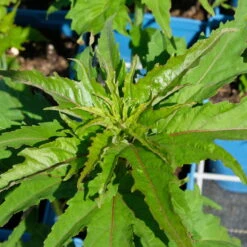 Staudenhibiskus 'My Valentine' Rot, Topf 5 Liter -Gartenprodukte 0320106791 Hibiscus mosch My Valentine rot 4 112001