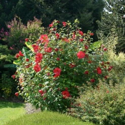 Staudenhibiskus 'My Valentine' Rot, Topf 5 Liter -Gartenprodukte 0320106791 Hibiscus My Valentine rot 1 1 112323