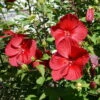 Staudenhibiskus 'My Valentine' Rot, Topf 5 Liter -Gartenprodukte 0320106791 Hibiscus My Valentine rot 2 1 112324
