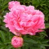 Pfingstrose 'Alexander Fleming' Rosa, Topf 3 Liter -Gartenprodukte 0320106808 Paeonia lac Alexander Fleming rosa 105910