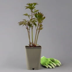 Pfingstrose 'Alexander Fleming' Rosa, Topf 3 Liter -Gartenprodukte 0320106808 paeonia alexander fleming 1 123869