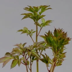 Pfingstrose 'Alexander Fleming' Rosa, Topf 3 Liter -Gartenprodukte 0320106808 paeonia alexander fleming 123870