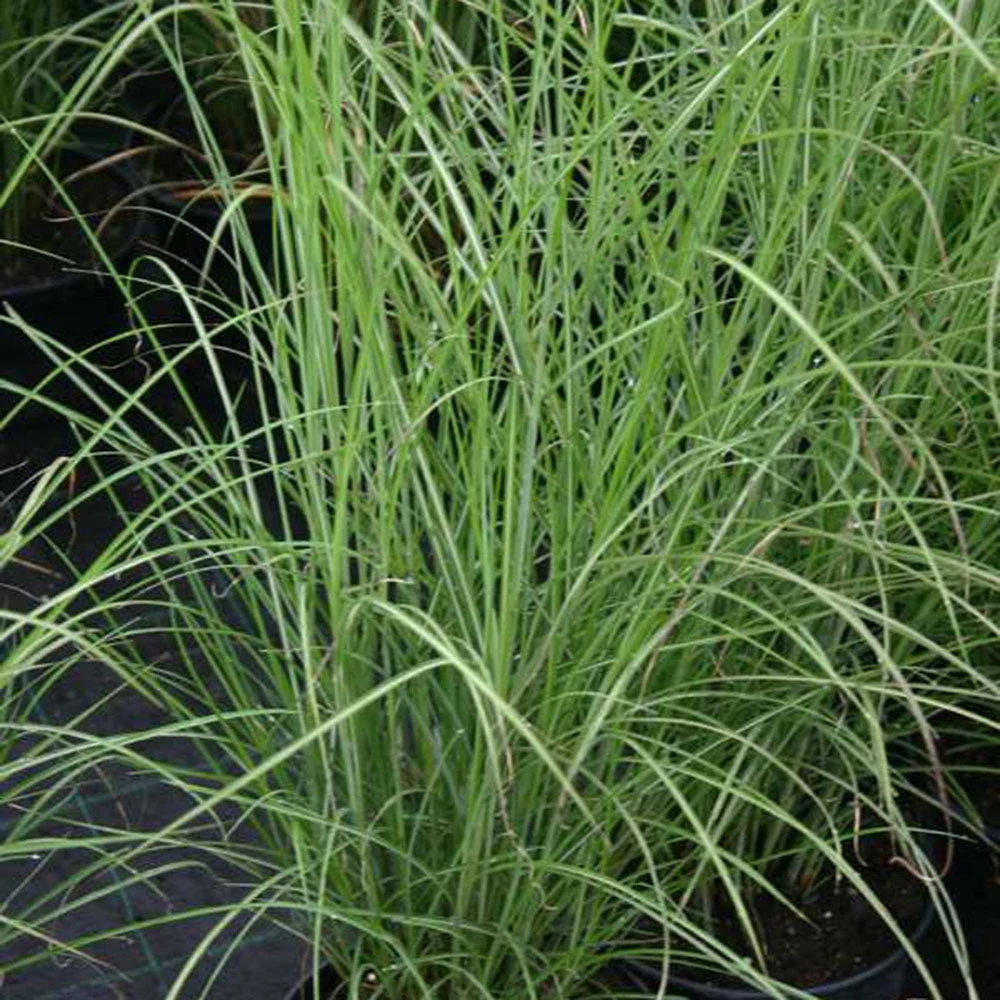 Bio Chinaschilf 'Gracilimus', Topf 5 Liter 3 Bio Chinaschilf 'Gracilimus', Topf 5 Liter