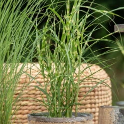 Bio Zebragras 'Zebrinus', Topf 5 Liter -Gartenprodukte 0320300264 Miscanthus sin Zebrinus 1 81629
