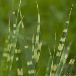 Bio Zebragras 'Zebrinus', Topf 5 Liter -Gartenprodukte 0320300264 Miscanthus sin Zebrinus 2 81628