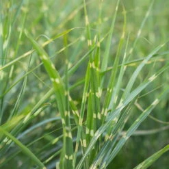 Bio Zebragras 'Zebrinus', Topf 5 Liter -Gartenprodukte 0320300264 Miscanthus sin Zebrinus 3 81627