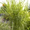Bio Zebragras 'Zebrinus', Topf 5 Liter -Gartenprodukte 0320300264 Miscanthus sin Zebrinus 81626