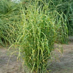 Bio Zebragras 'Zebrinus', Topf 5 Liter -Gartenprodukte 0320300264 Miscanthus sin Zebrinus KB 5ltr Cont 34957