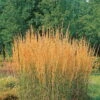 Bio Reitgras 'Karl Foerster', Topf 5 Liter -Gartenprodukte 0320300432 Calamagrostis acutiflora Karl Foerster KB 5ltr 75702
