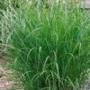 Bio Chinaschilf 'Ferner Osten', Topf 5 Liter -Gartenprodukte 0320300505 Miscanthus sin Ferner Osten KB 5ltr Cont 34959