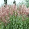Bio Chinaschilf 'Kleine Fontäne', Topf 5 Liter -Gartenprodukte 0320300508 Miscanthus sin Kleine Fontaene KB 5ltr Cont 34960