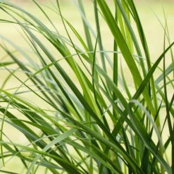 Bio Pampasgras 'Pumila', Topf 5 Liter -Gartenprodukte 0320300620 Cortaderia selloana Pumila 1 81617