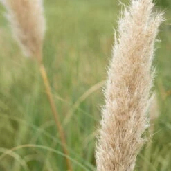 Bio Pampasgras 'Pumila', Topf 5 Liter -Gartenprodukte 0320300620 Cortaderia selloana Pumila 2 81618