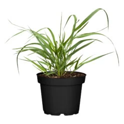 Bio Rutenhirse 'Squaw', Rosa, Topf 5 Liter -Gartenprodukte 0320300723 Panicum virgatum Squaw1 78154