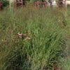 Bio Rutenhirse 'Squaw', Rosa, Topf 5 Liter -Gartenprodukte 0320300723 Panicum virgatum Squaw 78156