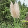 Bio Pampasgras 'Evita'®, Topf 5 Liter -Gartenprodukte 0320300781 Cortaderia selloana Evita KB 5Ltr Cont 75704