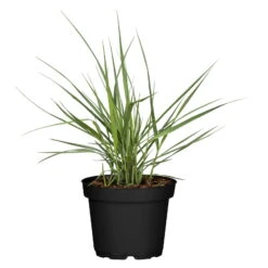 Bio Rutenhirse 'Prairie Sky', Topf 5 Liter -Gartenprodukte 0320300824 Panicum virgatum Prairie Sky KB 5Ltr Cont 78149