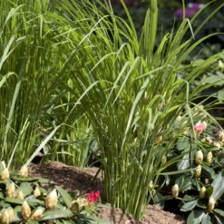 Bio Riesen-Rutenhirse 'Northwind', Topf 5 Liter, Wuchshöhe Ca. 170-180cm -Gartenprodukte 0320300829 Panicum virgatum Northwind KB 5Ltr2 78145