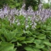Blaublatt-Funkie 'Elegans' Hellviolett, Topf-Ø 11 Cm, 3er-Set -Gartenprodukte 0320600083 Hosta sieboldiana Elegans Koelle 11cm Topf1 67680