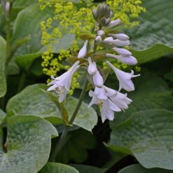 Blaublatt-Funkie 'Elegans' Hellviolett, Topf-Ø 11 Cm, 3er-Set -Gartenprodukte 0320600083 Hosta sieboldiana Elegans Koelle 11cm Topf 67681