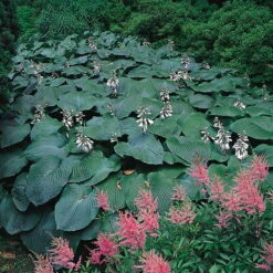 Blaublatt-Funkie 'Elegans' Hellviolett, Topf-Ø 11 Cm, 3er-Set -Gartenprodukte 0320600083 Hosta sieboldiana Elegans Koelles Beste 11cm Topf 4911