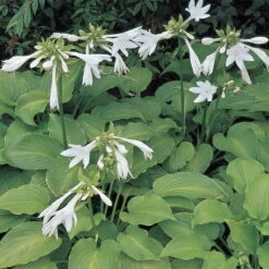 Funkie 'Royal Standard' Weiß, Topf-Ø 11 Cm, 3er-Set