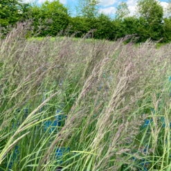 Bio Reitgras 'Karl Foerster', Topf 5 Liter -Gartenprodukte 0321600001 Calamagrostis acut Karl Foerster 1 113976