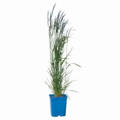 Bio Reitgras 'Karl Foerster', Topf 5 Liter -Gartenprodukte 0321600001 Calamagrostis acut Karl Foerster 2 114069