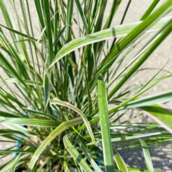 Bio Reitgras 'Karl Foerster', Topf 5 Liter -Gartenprodukte 0321600002 Calamagrostis acut Overdam 6 113977