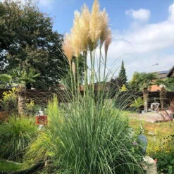 Bio Pampasgras 'Pumila', Topf 5 Liter -Gartenprodukte 0321600005 pampasgras test 124761