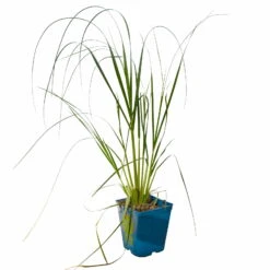 Bio Pampasgras 'Pumila', Topf 5 Liter -Gartenprodukte 0321600005 Cortaderia selloana Pumila 5L 3 112425