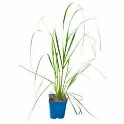 Bio Pampasgras 'Pumila', Topf 5 Liter -Gartenprodukte 0321600005 Cortaderia selloana Pumila 5L 5 112426
