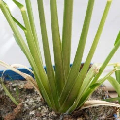 Bio Pampasgras 'Pumila', Topf 5 Liter -Gartenprodukte 0321600005 Cortaderia selloana Pumila 5L 8 112493