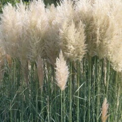 Bio Pampasgras 'Sunnigdale Silver' Silber-weiß, Topf 5 Liter -Gartenprodukte 0321600007 Cortaderia sel Sunningdale Silver 2 120410