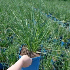 Bio Pampasgras 'Sunnigdale Silver' Silber-weiß, Topf 5 Liter -Gartenprodukte 0321600007 Cortaderia selloana Sunningdale Silver 4 112495