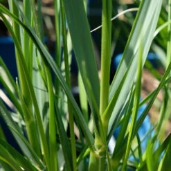 Bio Pampasgras 'Sunnigdale Silver' Silber-weiß, Topf 5 Liter -Gartenprodukte 0321600007 Cortaderia selloana Sunningdale Silver 5 112496