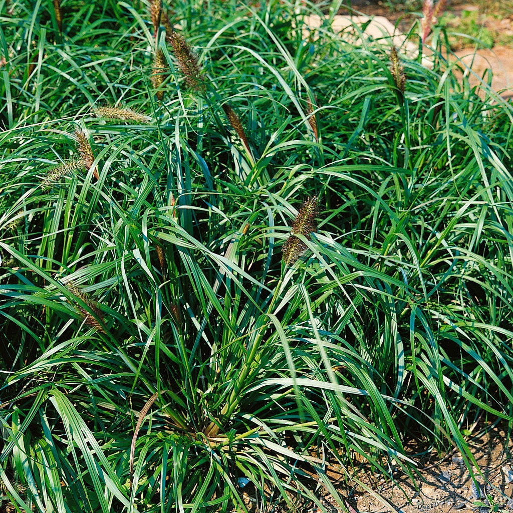 Bio Lampenputzergras 'National Arboretum' Braun, Höhe 60-80 Cm, 5 Liter Topf 3 Bio Lampenputzergras 'National Arboretum' Braun, Höhe 60-80 Cm, 5 Liter Topf