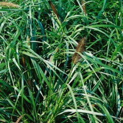 Bio Lampenputzergras 'National Arboretum' Braun, Höhe 60-80 Cm, 5 Liter Topf 9 Bio Lampenputzergras 'National Arboretum' Braun, Höhe 60-80 Cm, 5 Liter Topf -Gartenprodukte 0321600020 Pennisetum National Arboretum beschnitten 120415