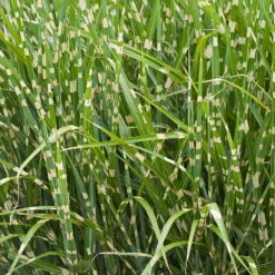 Bio Miscanthus Sinensis 'Strictus' Braun, Höhe 160-180 Cm, 5 Liter Topf -Gartenprodukte 0321600024 Miscanthus sinensis Strictus 120420