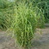 Bio Miscanthus Sinensis 'Strictus' Braun, Höhe 160-180 Cm, 5 Liter Topf 1 Bio Miscanthus Sinensis 'Strictus' Braun, Höhe 160-180 Cm, 5 Liter Topf -Gartenprodukte 0321600024 Miscanthus sinensis Strictus NR 13 cm Topf H 60 cm 120419
