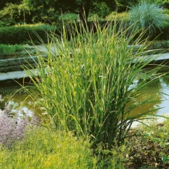 Bio Miscanthus Sinensis 'Strictus' Braun, Höhe 160-180 Cm, 5 Liter Topf -Gartenprodukte 0321600024 Miscanthus sinensis Strictus NR 19 cm Topf H 40 cm 120421